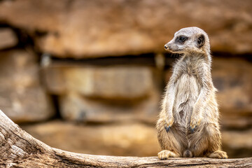 Meerkat on a log