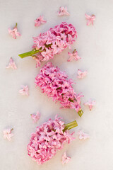 Vertical floral banner with pink hyacinthus.