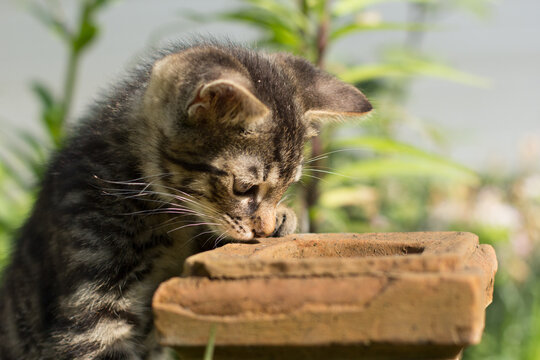 cat in the garden