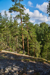 Forest hilly landscape.Deciduous and coniferous forest in which grass grows. The forest is located on the hills. Visible stones, roots, needles on the ground, ravines. The sun shines through the branc
