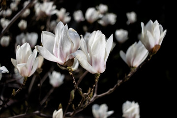 Fototapeta na wymiar białe magnolie na gałązce w tajemniczym ogrodzie na czarnym tle