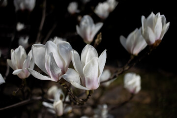 białe magnolie na gałązce w tajemniczym ogrodzie
