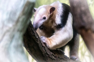 A Tamandua climbing in a tree