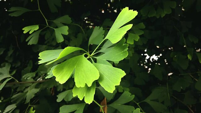 Ginkgo Biloba leaves in light breeze closeup static shot