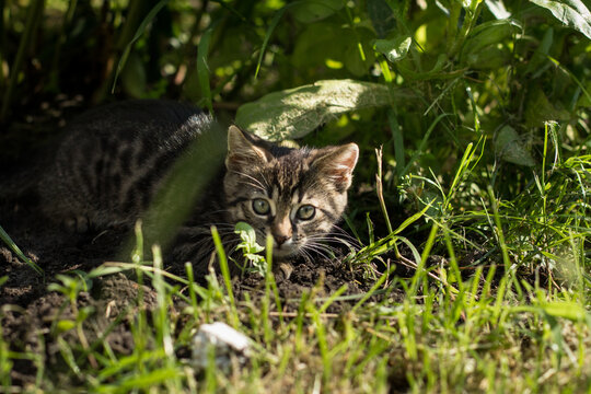 cat in the grass