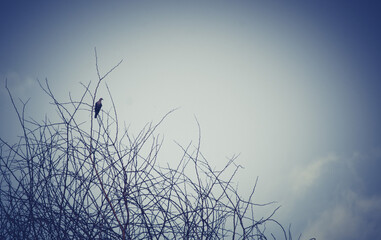 silhouette of a tree