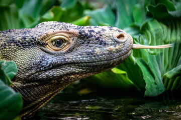 A closeup of a komodo dragon with its tongue extended