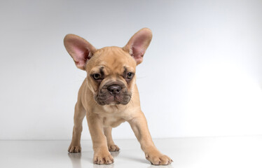 Portrait of a french bulldog puppy on a white background.