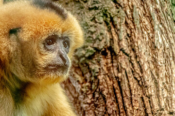 Gibbon in front of a tree trunk