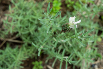 ラベンダーの開花
