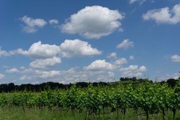 Obraz premium rows of green grapevines in a vineyard under a blue sky with white cumulus clouds