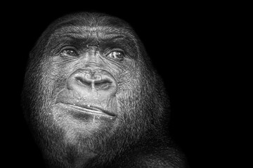Black and white closeup of a gorilla looking confused © Ralph Lear