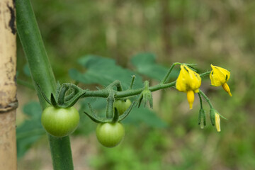 ミニトマトの花と若い実