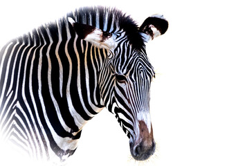 Fototapeta na wymiar zebra head on a white background