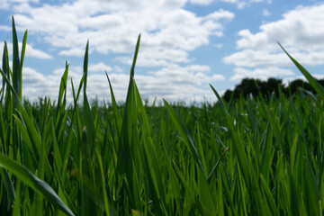 Grüne Wiese, Grashalme