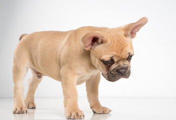Obraz premium Portrait of a french bulldog puppy on a white background.