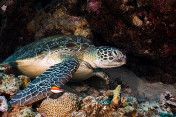 Green sea turtle underwater resting on the reef beneath an overhang