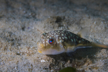 Full length of a Evileye puffer or Evileye blaasop fish light brown fish with spots on back and...