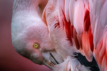 Keuken spatwand met foto Pink flamingo grooming his feathers © Ralph Lear