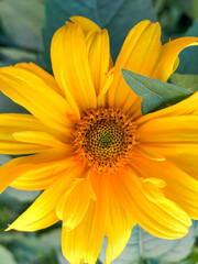 yellow sunflower close up