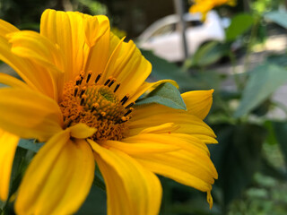 bee on yellow flower