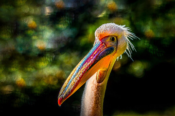 a colorful portrait of a pelican