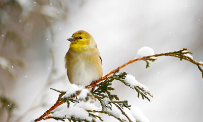 Pretty goldfinch perched on a branch in winter