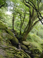 Green moss forests and small river