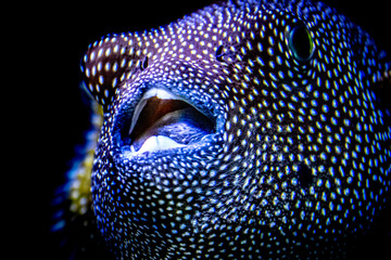 closeup of a puffer fish
