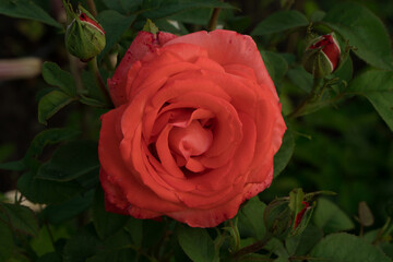 Blooming shrub rose bud