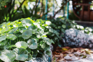 Centella asiatica herb to relieve bruising in  (Herbs for Traditional Diseases)
