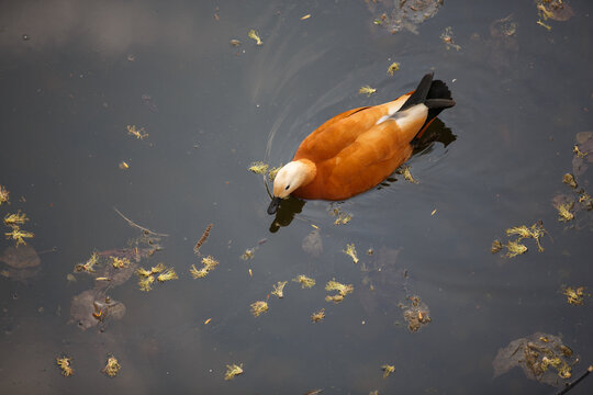 close up top view of a brown orange croody shelduck (Tadorna ferruginea) swimming on the surface of a dark black pond in search of food with dry leaves around.