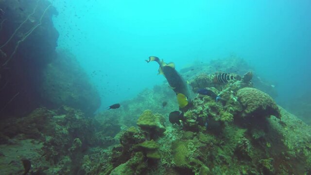 Marine scuba diving, Underwater colorful tropical coral reef seascape. Aggressive dangerous giant titan trigger fish deep in the ocean. Hard corals aquatic ecosystem. Water extreme sport hobby.