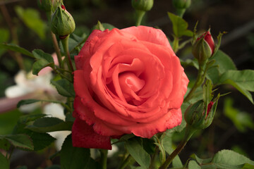 Blooming shrub rose bud