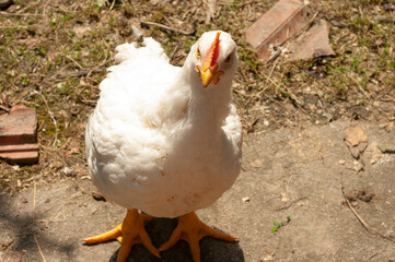 Young white hen, broiler chicken walking outside. Countryside, farm bird.