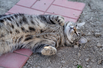 The stripped cat on the ground