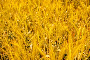 golden wheat field