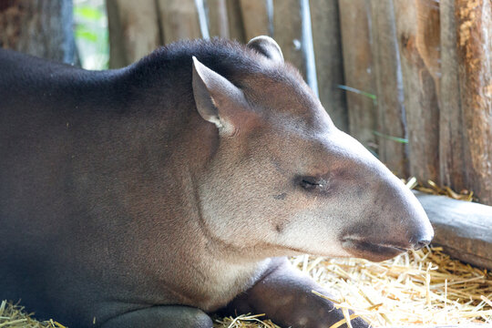 Tapir (in german Tapir also Tapire) Tapirus