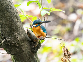common kingfisher on a tree in spring 1