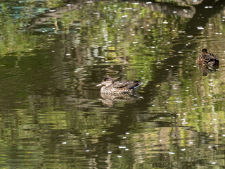 Eurasian green-winged teal duck in Japanese pond 3