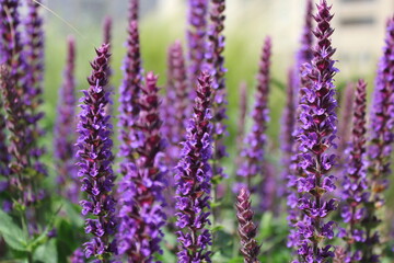 lavender flowers close up
