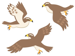 飛んでいる鷹のイラスト