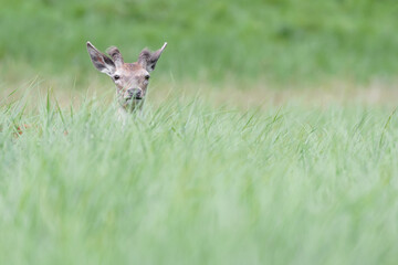 Red deer in the grass (Cervus elaphus)