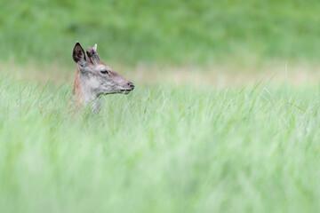 Young deer cross the meadow before dawn (Cervus elaphus)