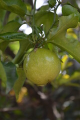 passion fruit on tree