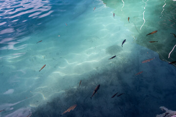 Fishes in cristal clear water