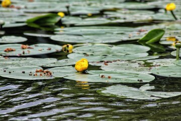 yellow water lily
