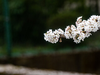Japanese sakura cherry blossoms in snow 16