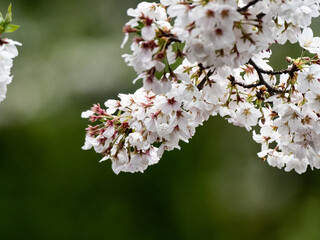Japanese sakura cherry blossoms in snow 17