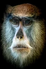 Foto auf Alu-Dibond Patas Monkey portrait as fine art © Ralph Lear